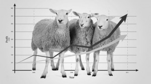 Investment sheep